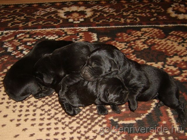 S6002791 kicsi.jpg - Labrador kiskutyk hrom naposan.